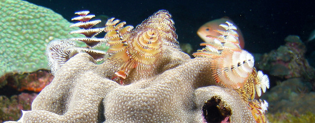 Close up of life on a reef, showing an Xmas Tree worm.