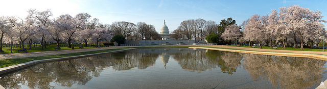 Capitol in spring