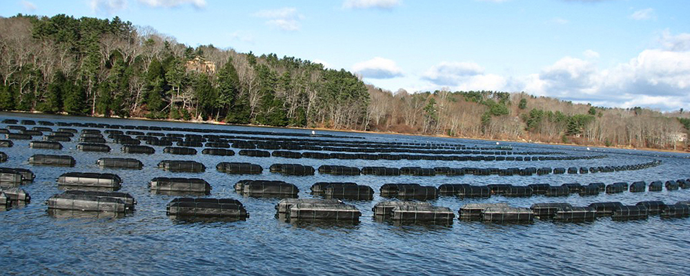 Mook Sea Farm, Wapole, Maine. Credit: Mook Sea Farm