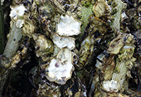Oysters on the farm