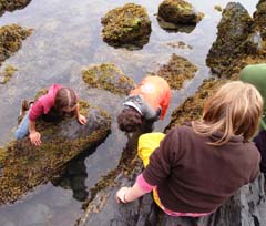 Students explore a rocky coastal area