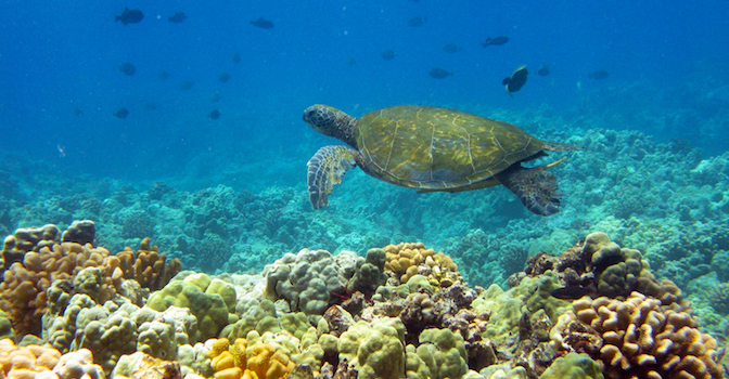 Sea Turtle swimming in a reef