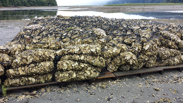 Rock Point Oyster Company Shellfish Farm in Quilcene, WA. Photo credit: Jenifer Rhoades, IOOS. 