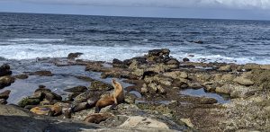 Sea lions basking at LaJolla Cove