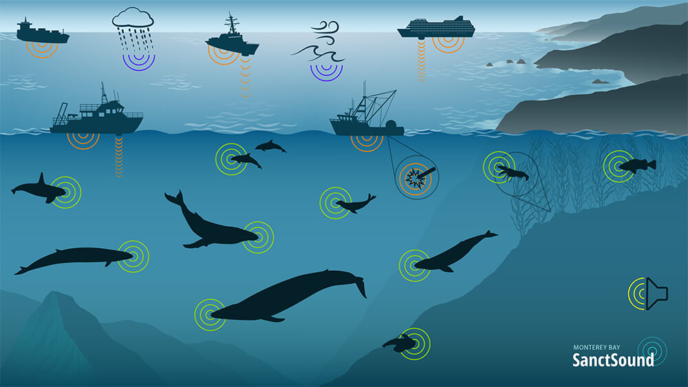 SanctSound graphic showing various marine life and manmade marine tech emitting sound waves.