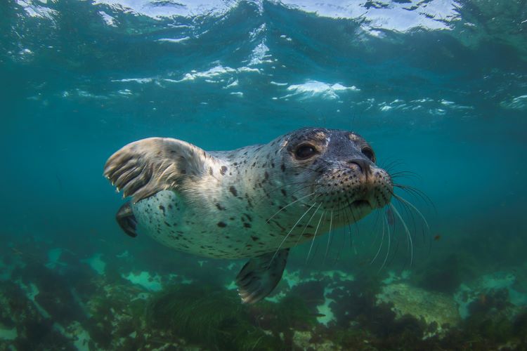 a seal approaches the camera lens in shallow water 