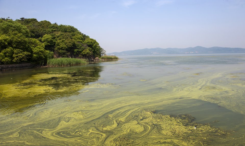 View across a lake covered in swirls of green cyanobacteria.