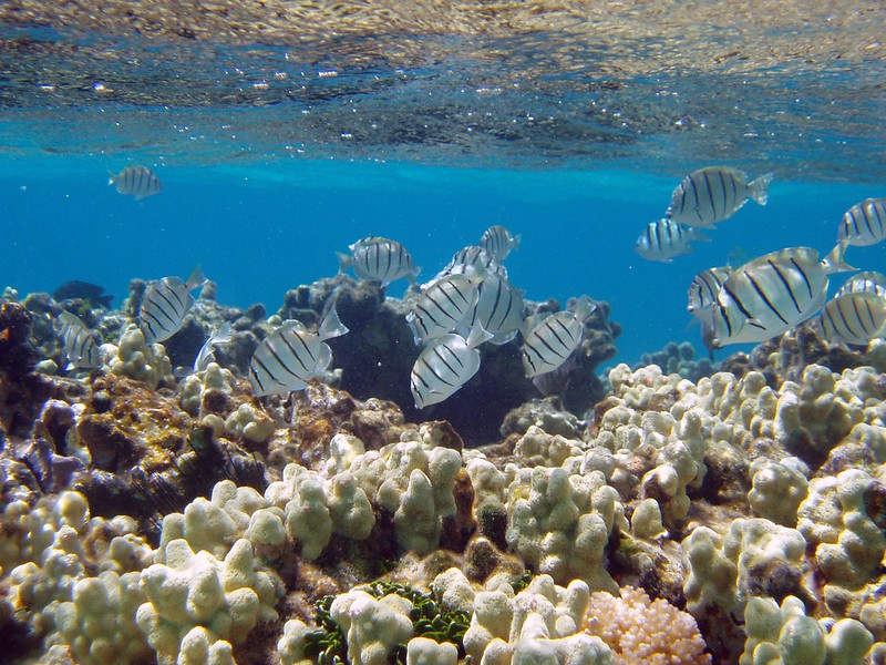 Manini or convict tangs amongst finger coral in shallow water.