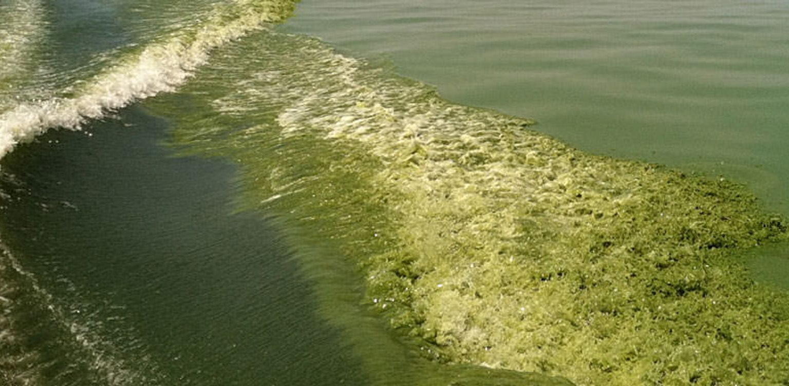 Green tide in Michigan