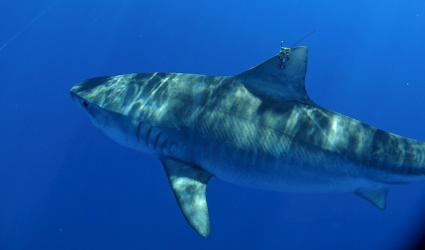 A tagged shark in Maui