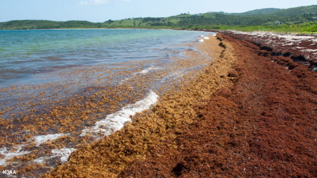 piles of sargassum washed up on a beach