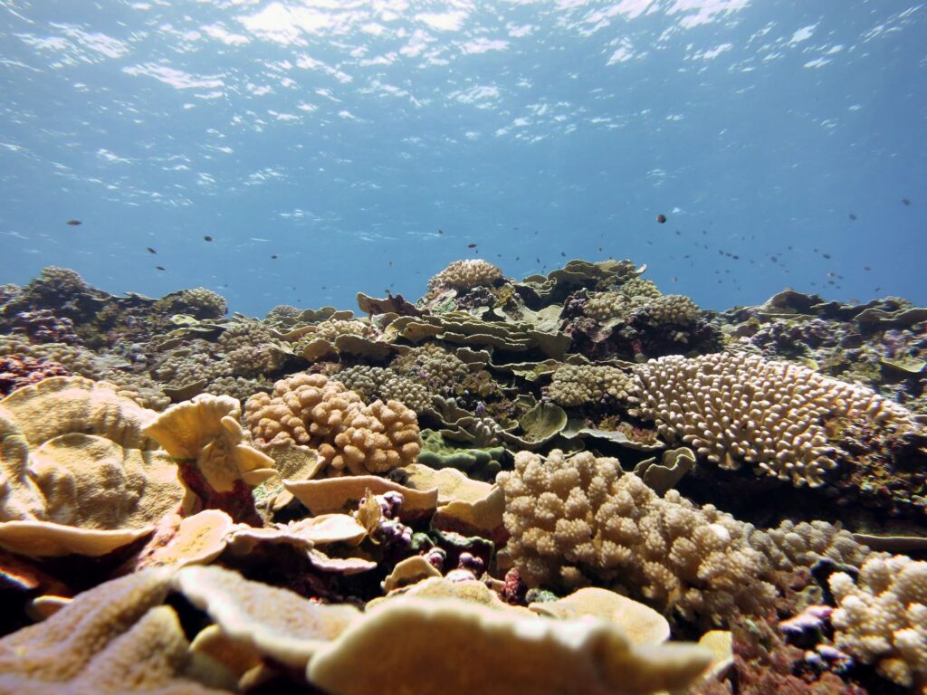 Coral reef at Swains Island in American Samoa, showing an assemblage of plating Montipora coral and branching cauliflower coral Pocillopora meandrina. 