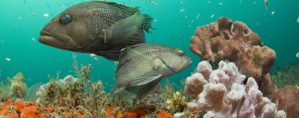 Underwater shot of two sea bass swimming in opposite directions among smaller fish in a reef.