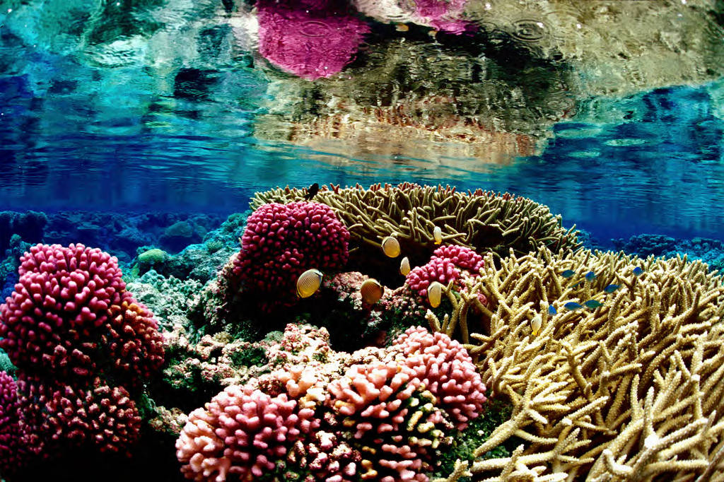 Underwater photo of a pink and gold coral reef in bright blue water, with small blue and yellow fish. A blurry reflection of the reef appears in the water at the top of the photo.