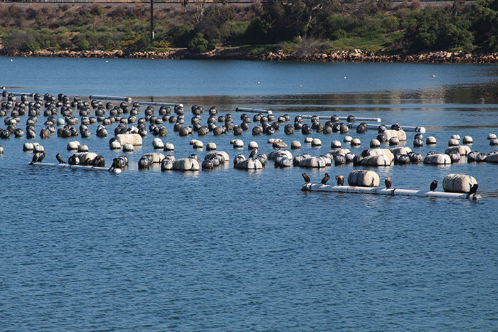 Marine birds rest on top of floating buoys at an aquaculture farm in Southern California.